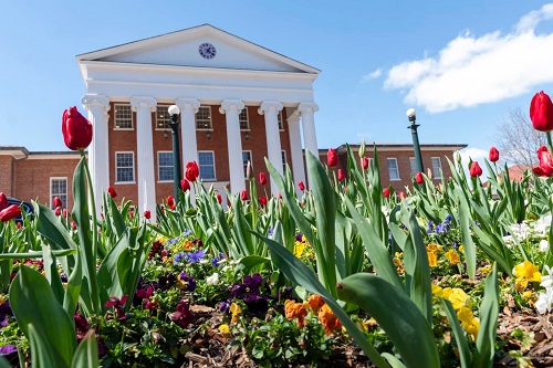 univ of mississippi tulips.jpg